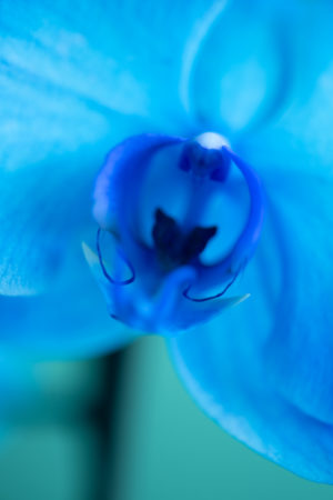 Orquídea azul II