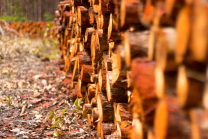 Recortes de eucalipto