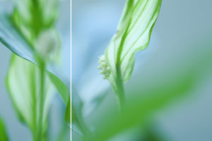 Lírio da paz - díptico