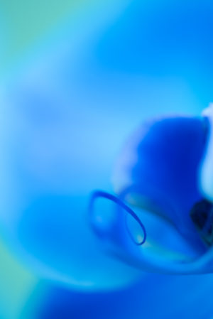 Orquídea azul III