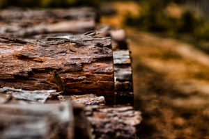 Recortes de eucalipto